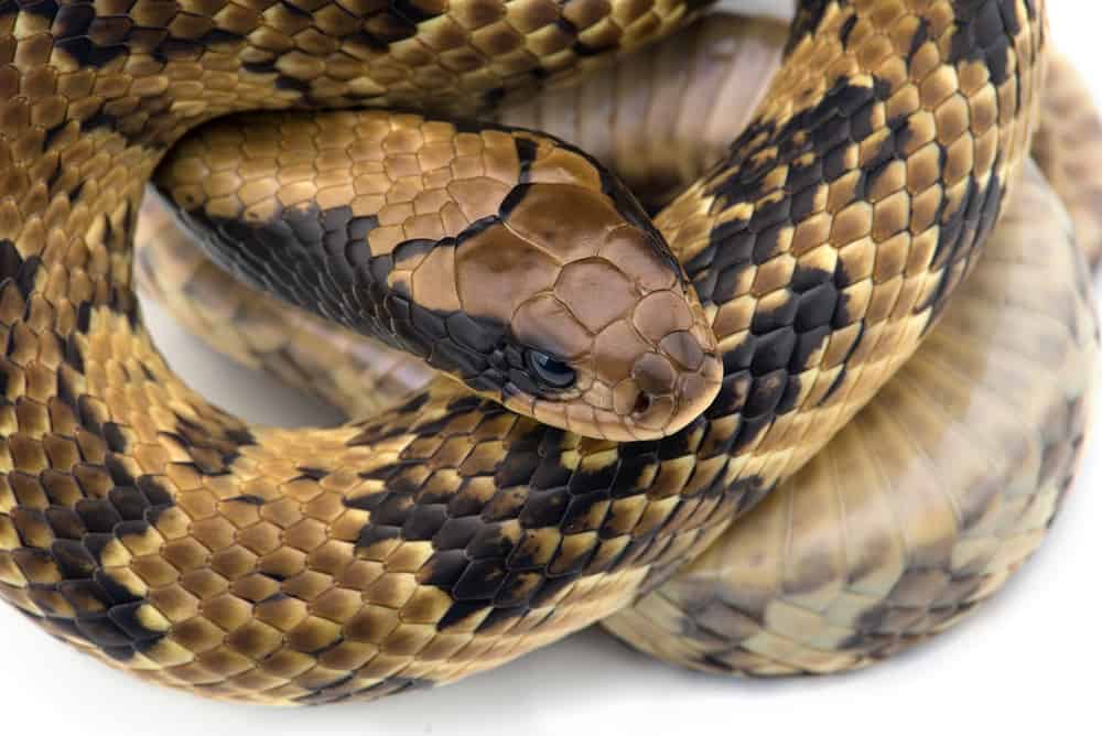 False water cobra in twirl with gold , black, and brown skin in white background.