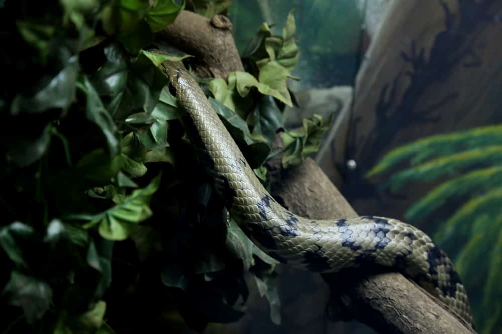 False water cobra with green and black skin climbing in tree with leaves.