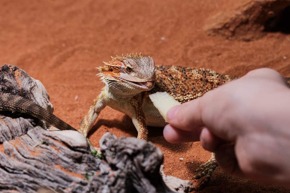 feeding of a young bearded dragon with piece of apple