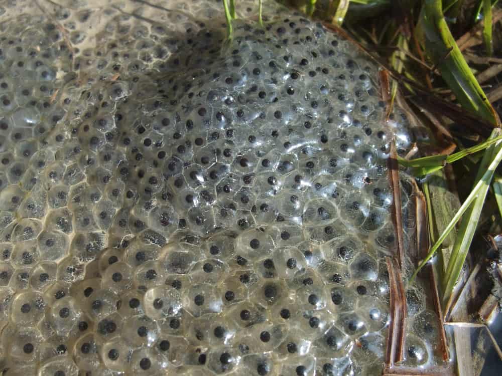 frog spawn closeup