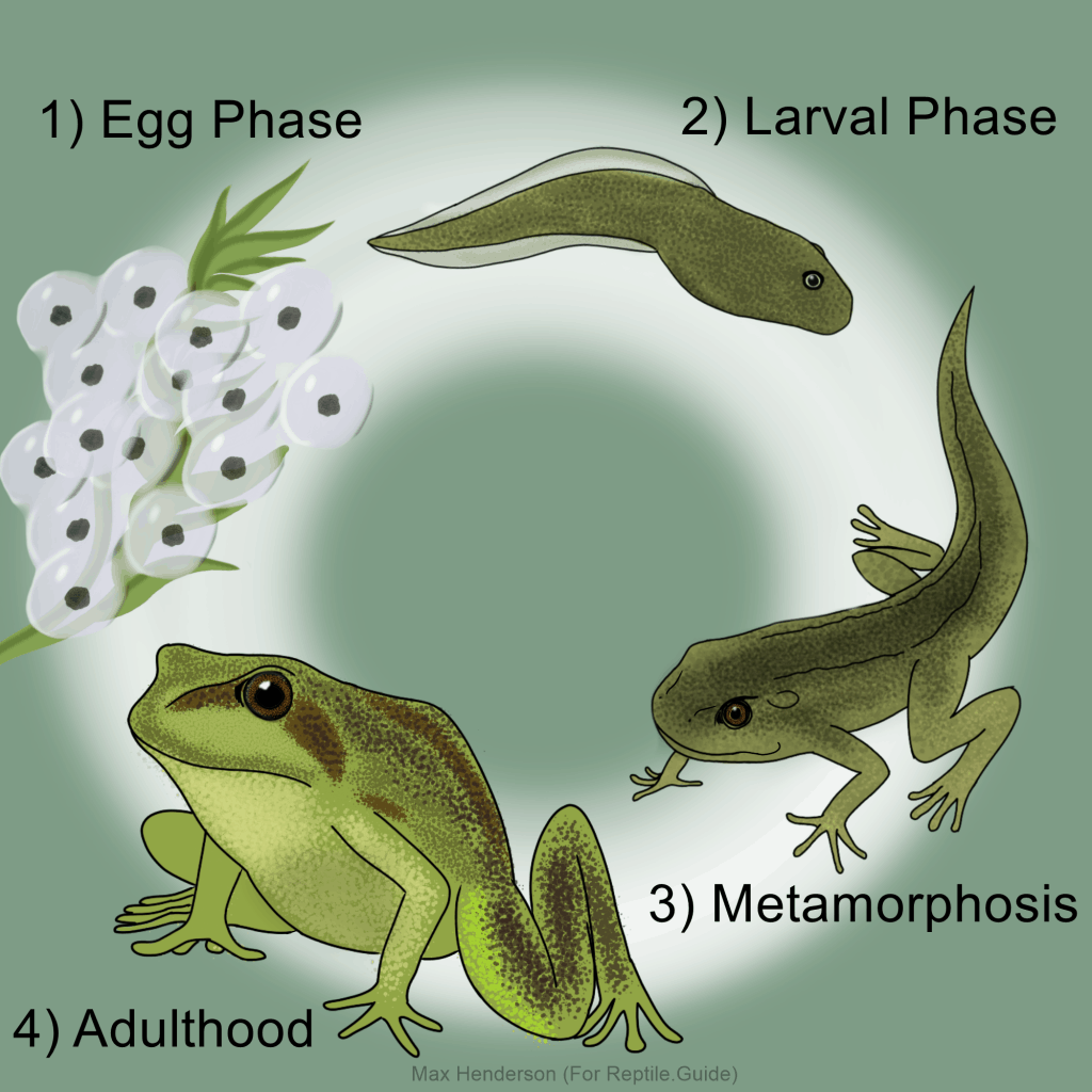 Amphibian Life Cycle Diagram Labeled Frog Diagram Red Eyed Tree | My