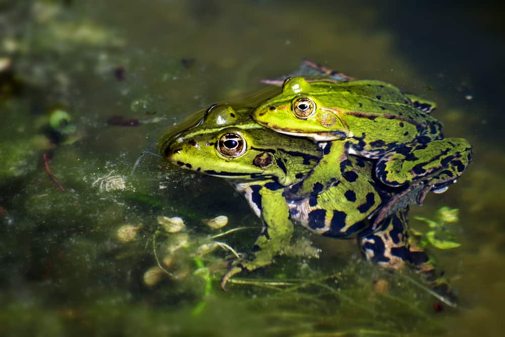 Frogs During Mating