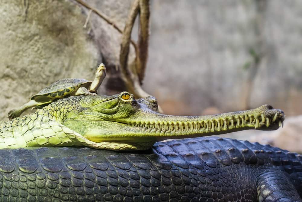 Gharial indian crocodile having a rest in water