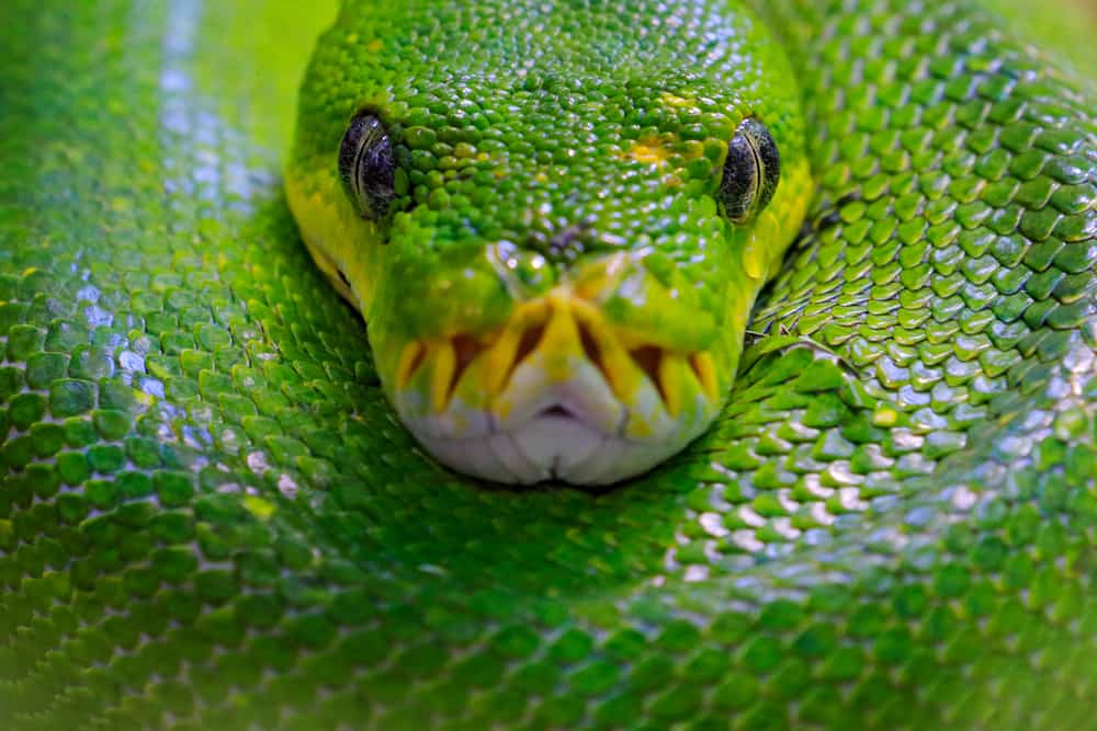 Green Python Snake