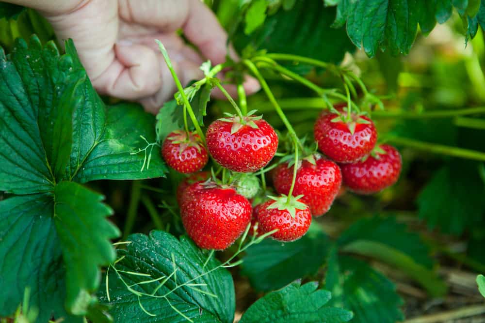 Strawberries on the vine.