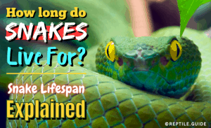 How Long Do Snakes Live For? Snake Lifespan Explained