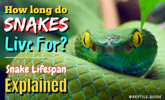 How Long Do Snakes Live For Snake Lifespan Explained