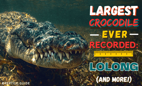 largest crocodile