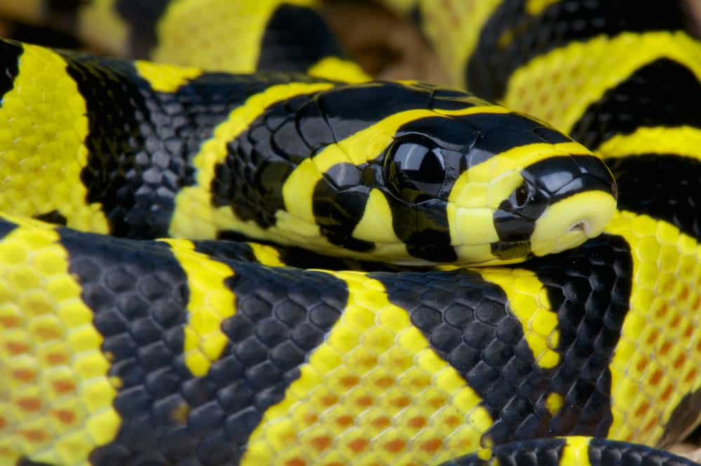 Mandarin Snake with Yellow and Black Color