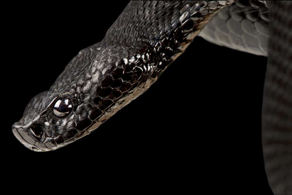 Melanistic Snake