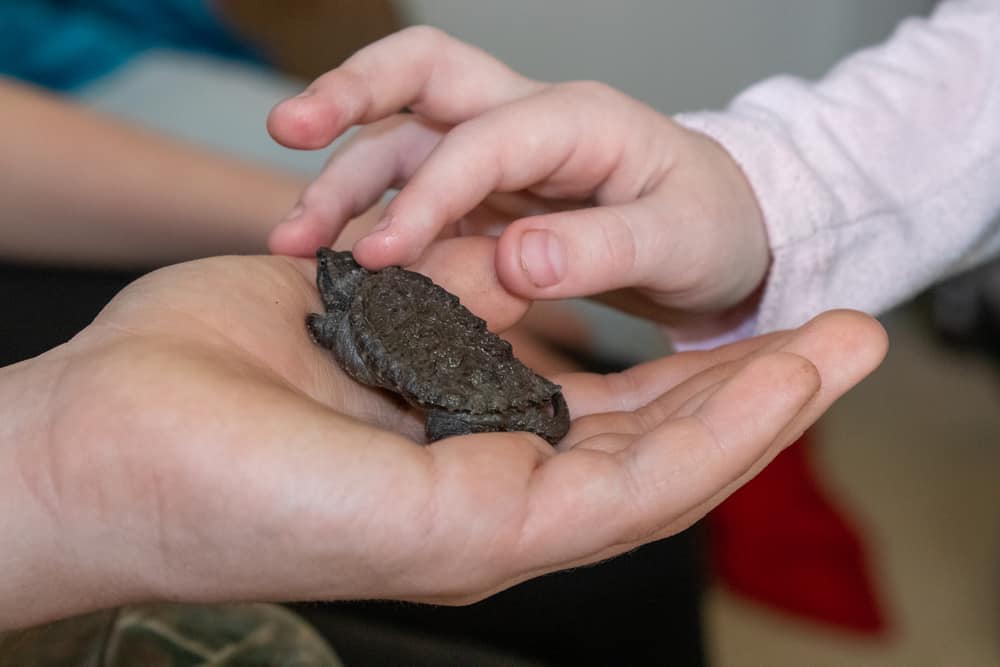 Kid's hand holding a Baby snapping turtle close up