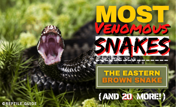 most venomous snake