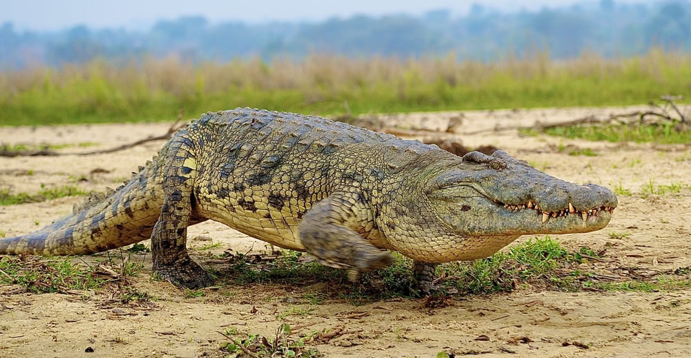 Nile Crocodile walks