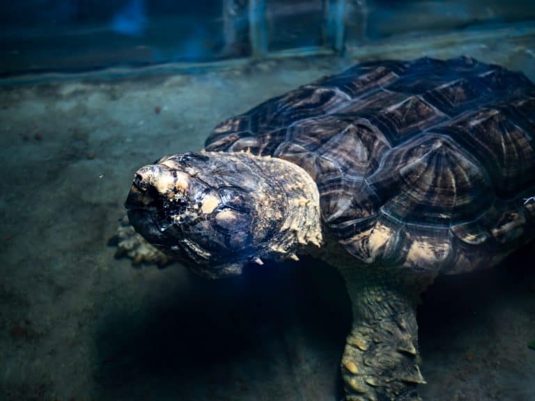 Baby Snapping Turtle: Care Sheet and Species Profile