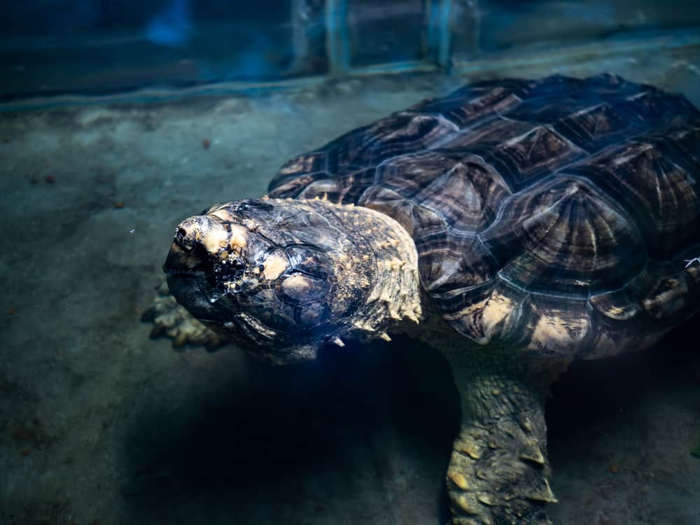 Old alligator snapping turtle