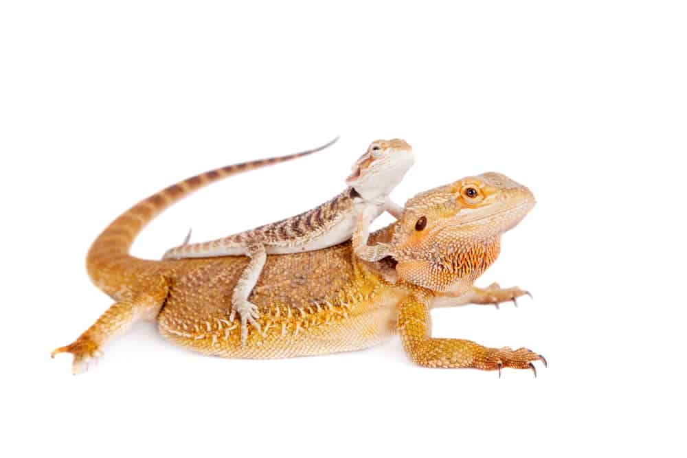 Orange mother bearded dragon with baby on her back