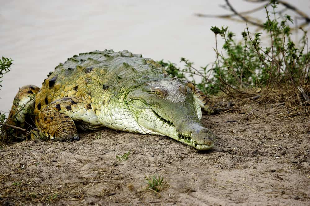 Orinoco croc