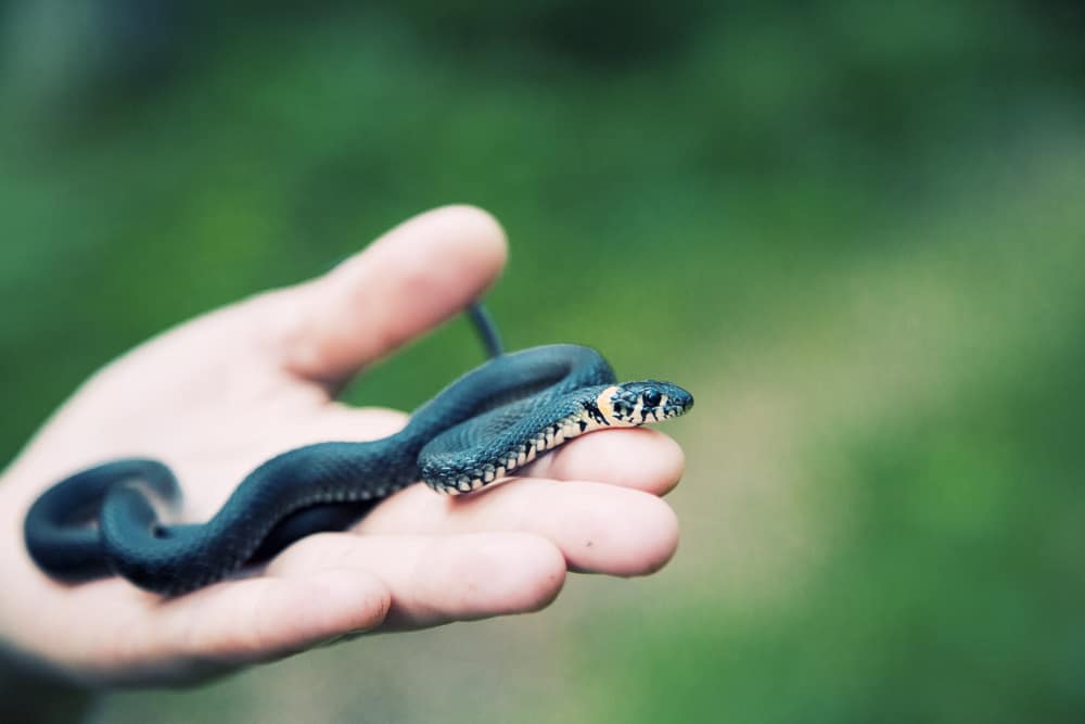 Pet snake being held in hand