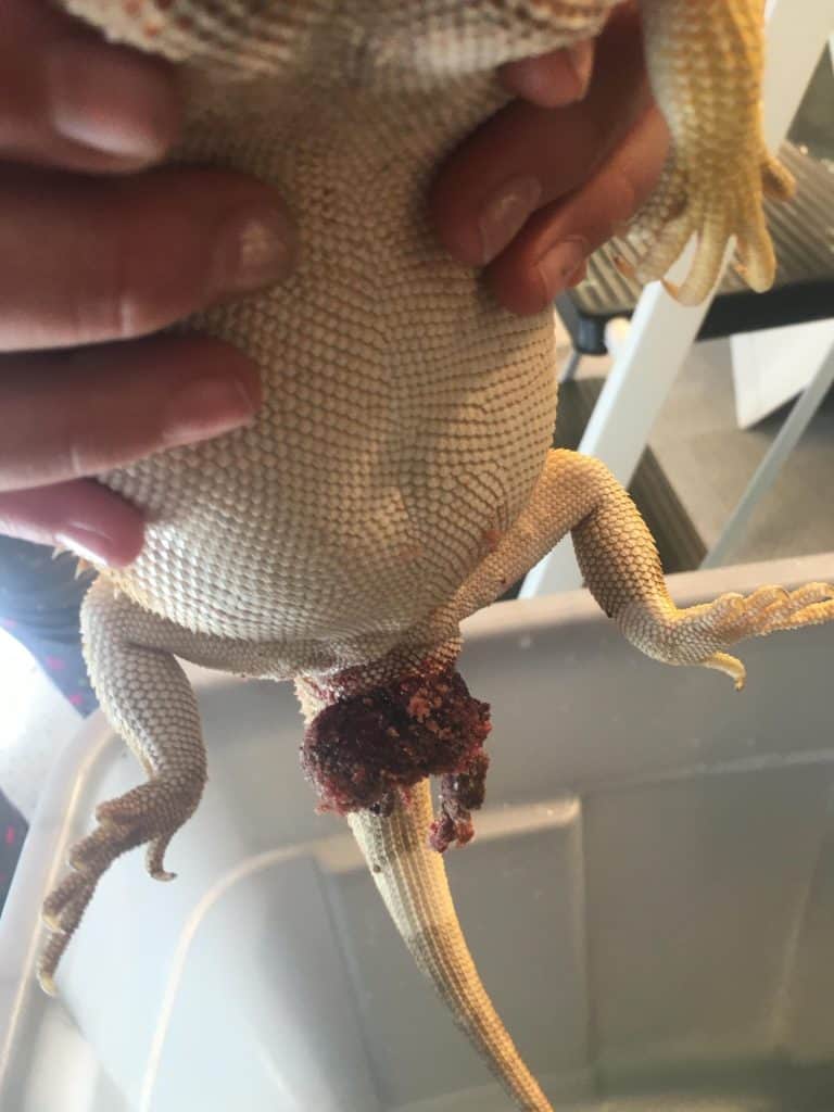 Prolapsed Hemipenis Bearded Dragon