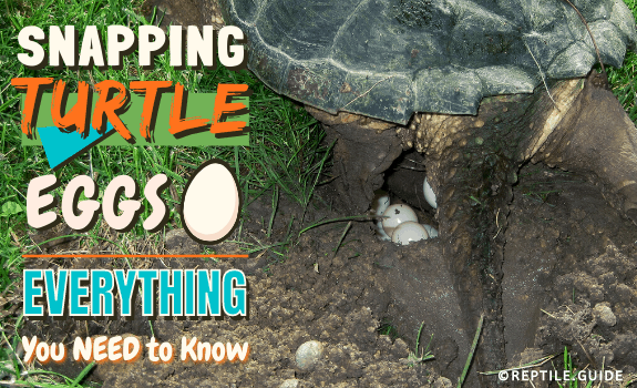 snapping turtle eggs