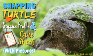 Snapping Turtle - Species Profile And Care Sheet (With Pictures)