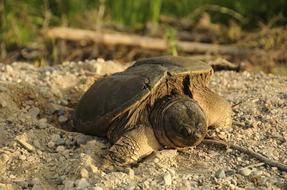 Snapping Turtle making a hole