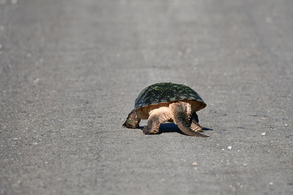 Snapping Turtle in middle of road