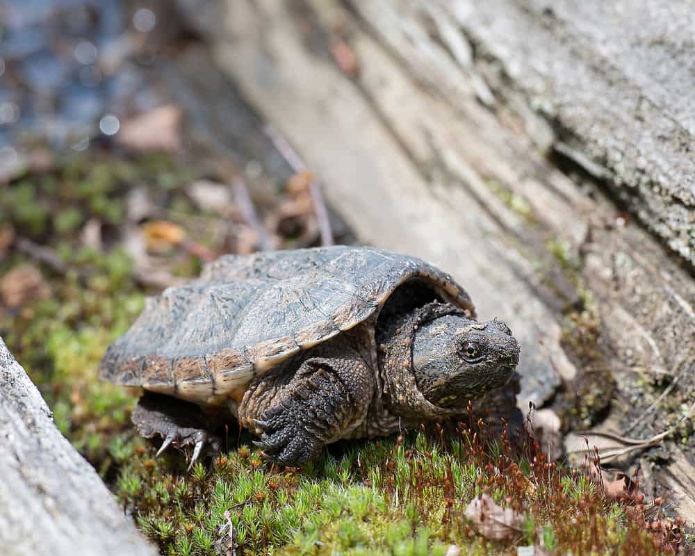 Snapping turtle baby close-up in grass