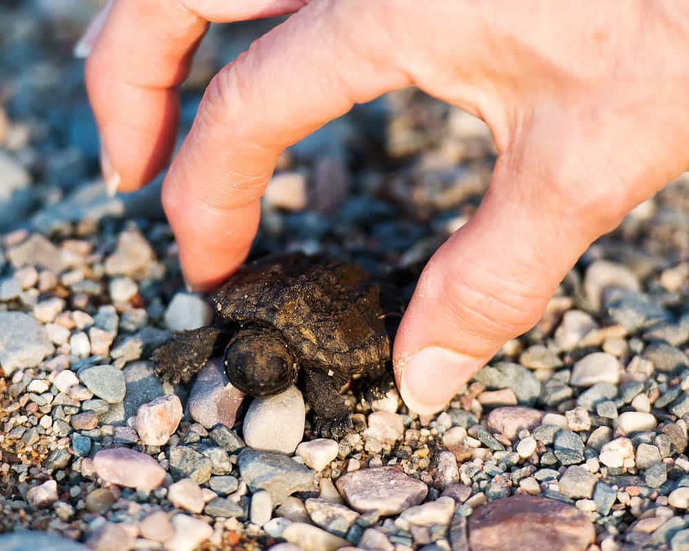 Snapping turtle baby close-up 