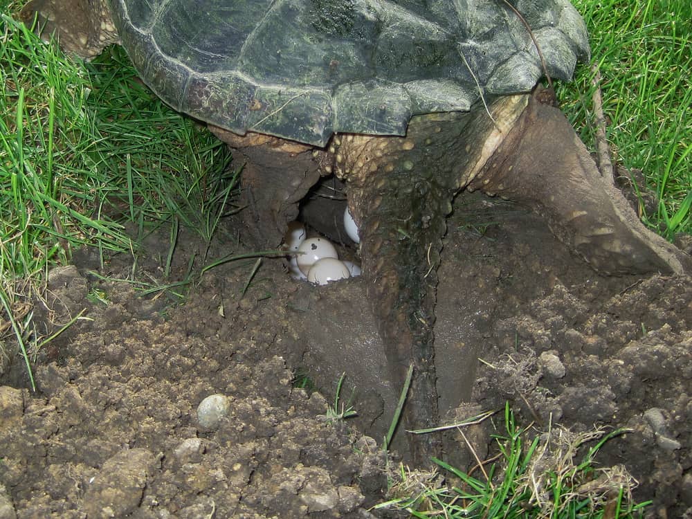 Snapping turtle laying eggs