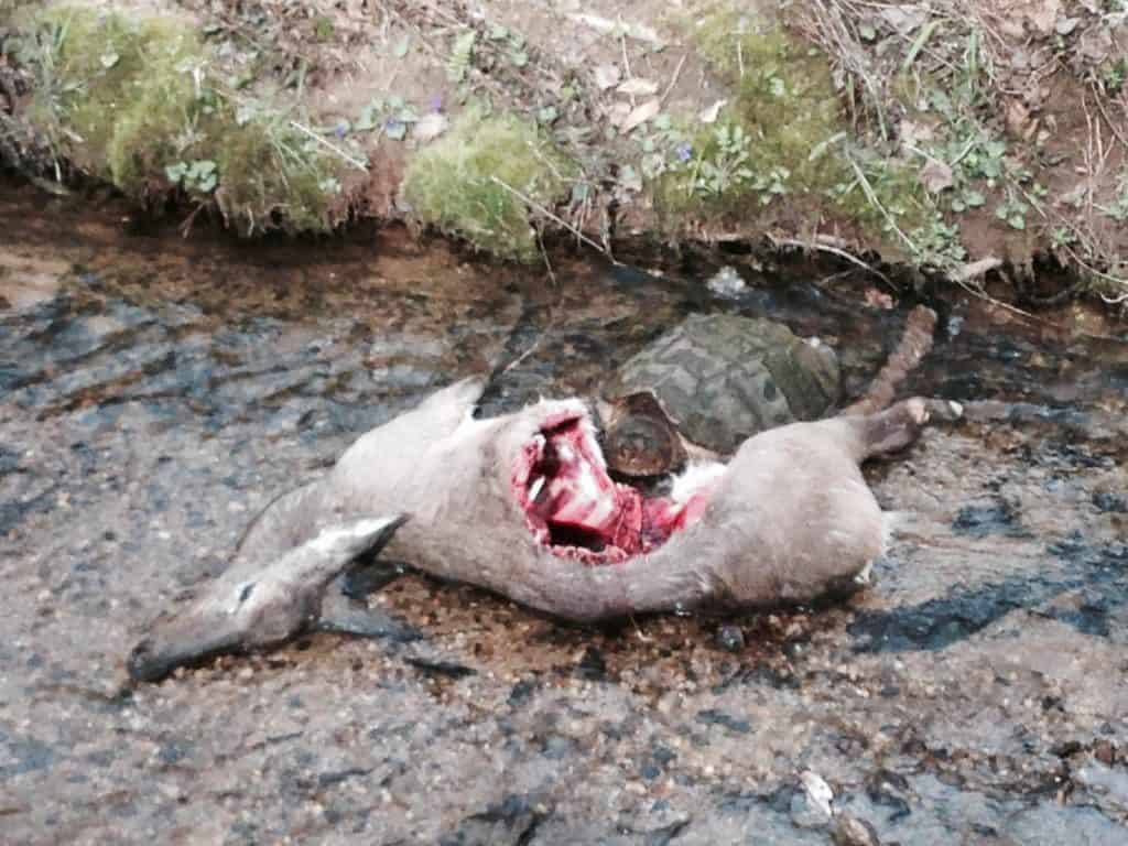 Snapping turtles eating flesh