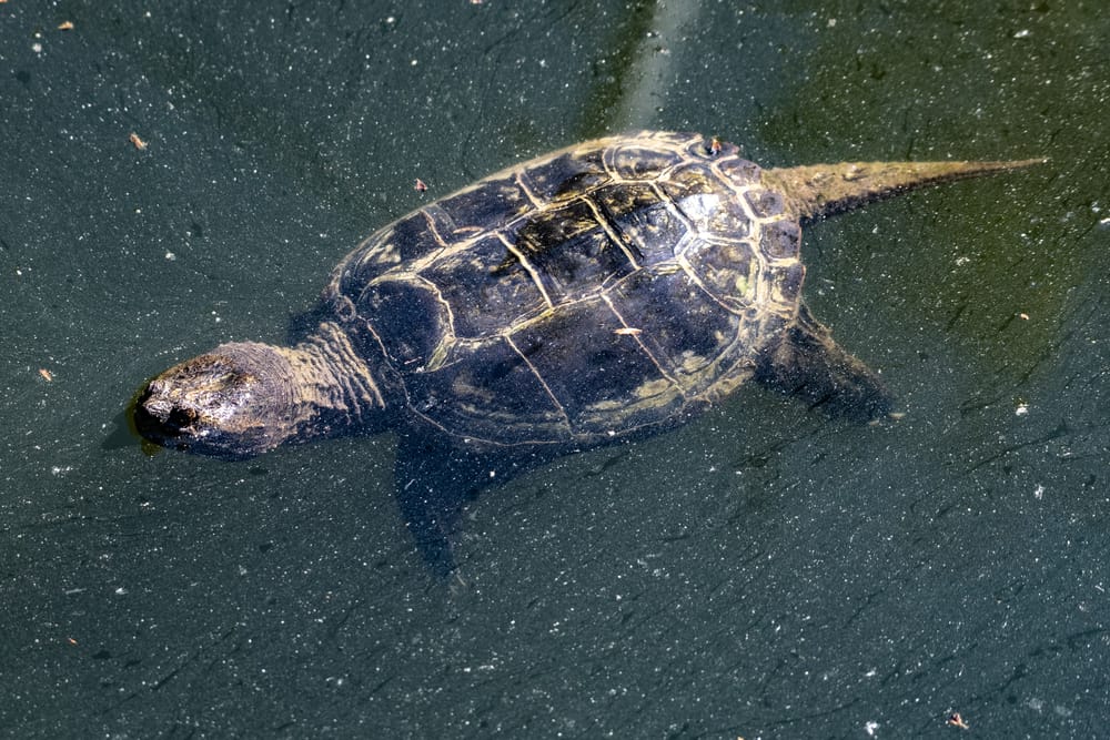 Snapping turtles rarely crawl