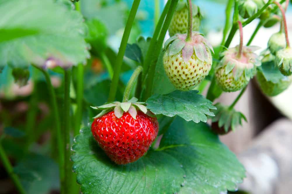 Strawberries on green leaves