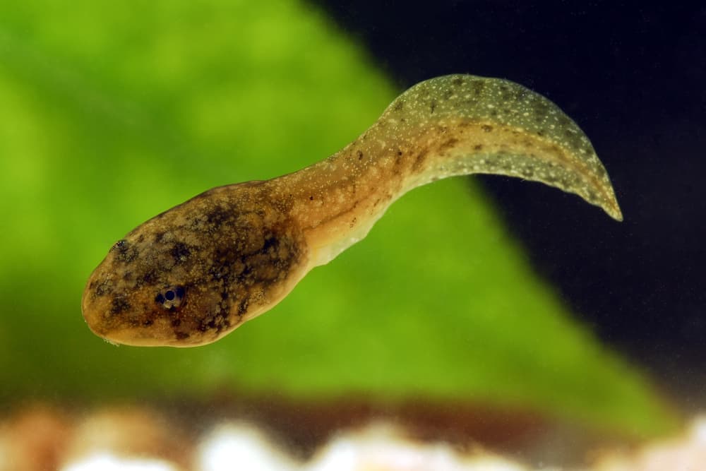 Swimming Tadpole