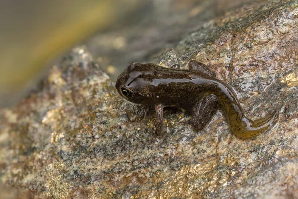 Tadpole metamorphosis to frog