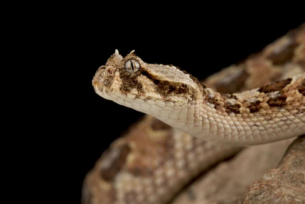 The Deadliest Snake in the World Saw Scaled Viper most venomous snake
