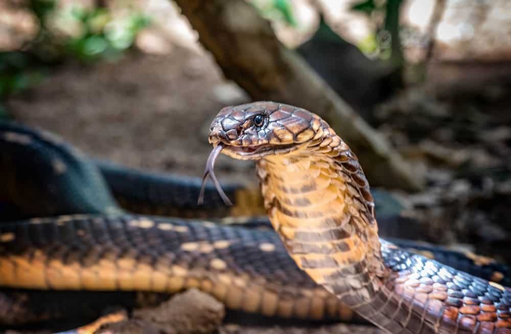 The World's Largest and most Venomous Snake - King Cobra (Ophiophagus hannah)