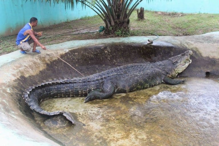 Largest Crocodile Ever Recorded Lolong (and More!)