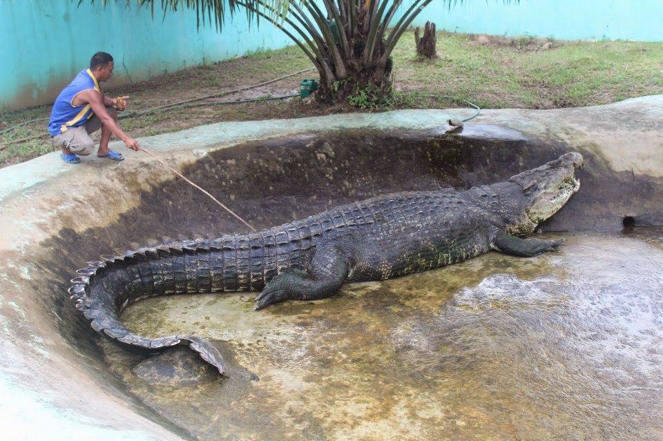 worlds largest crocodile