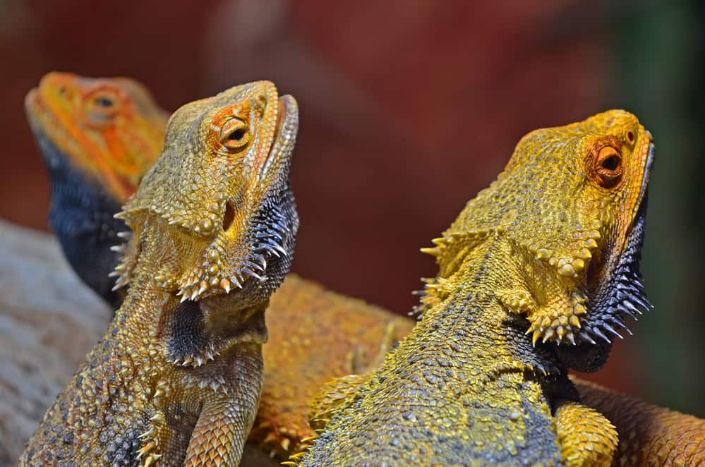 Three Bearded Dragons