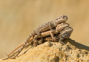 Bearded Dragon Adenovirus / Atadenovirus: Symptoms and Care