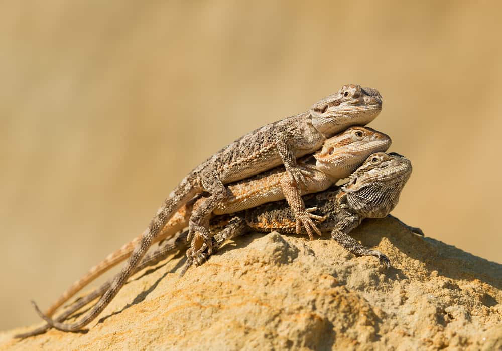 Three central bearded dragons on a yellow rock.