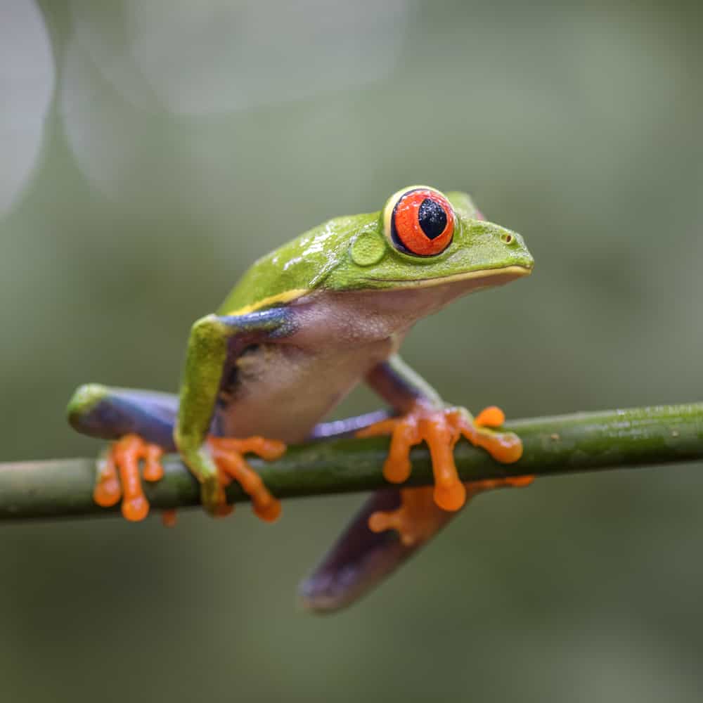 Tree-dwelling aquatic frog