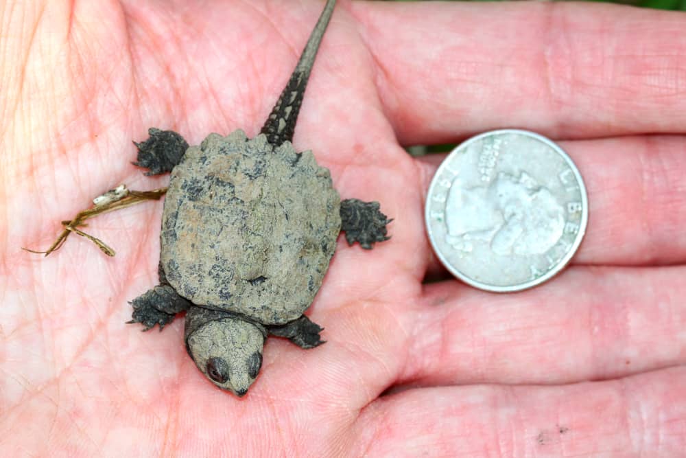 Very small Snapping Turtle