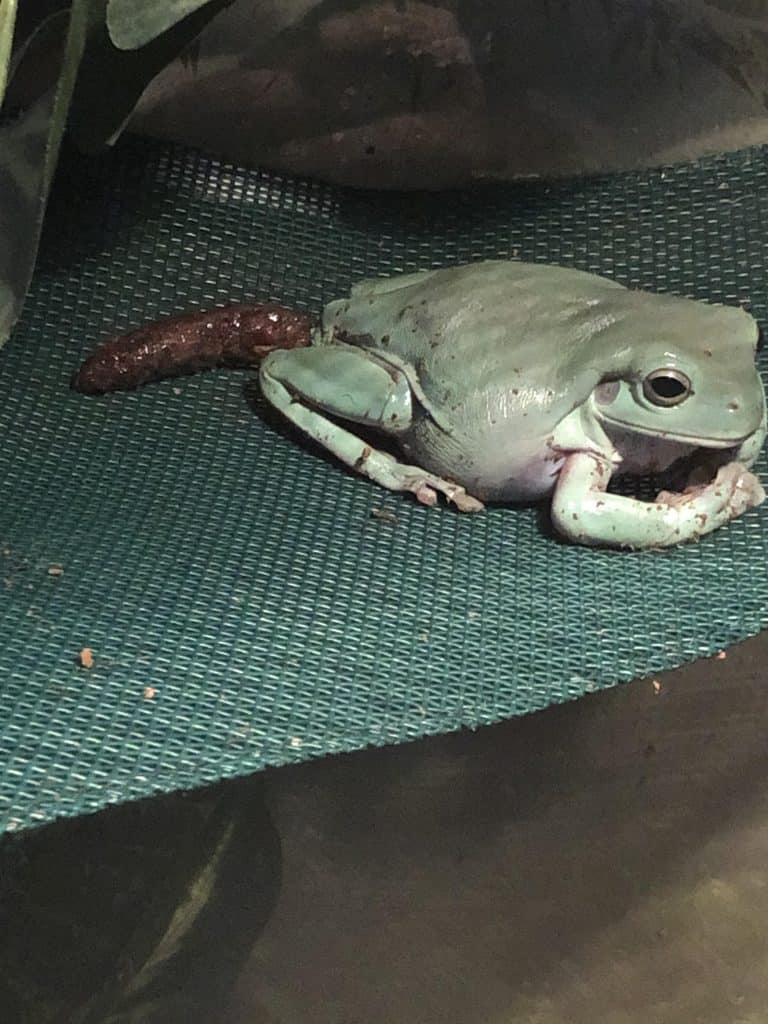 White tree frog (Ranoidea caerulae)