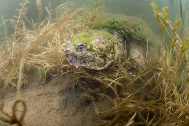 Snapping Turtle Species Profile And Care Sheet With Pictures 