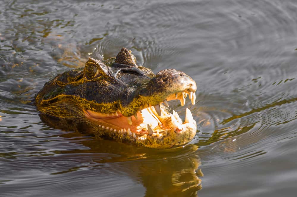 Beautiful Jacare (Caiman yacare) in the