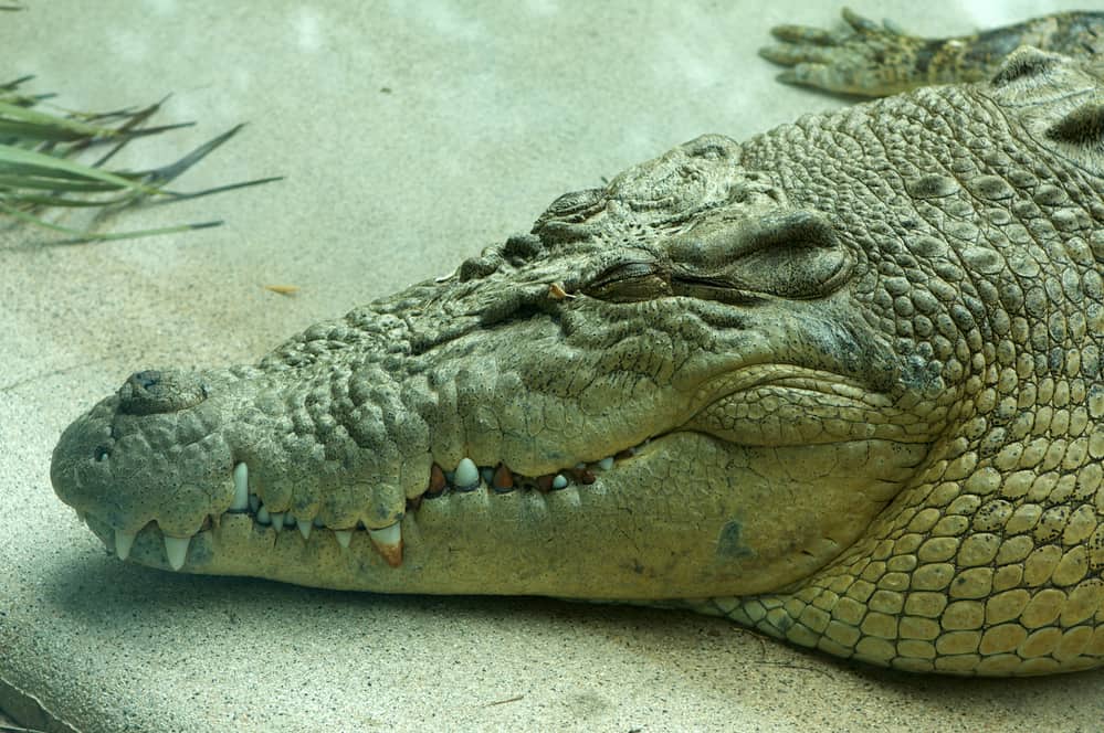 adult saltwater crocodile