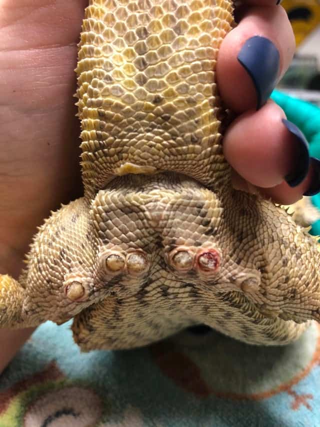 bearded dragon with inflammed and broken toenails