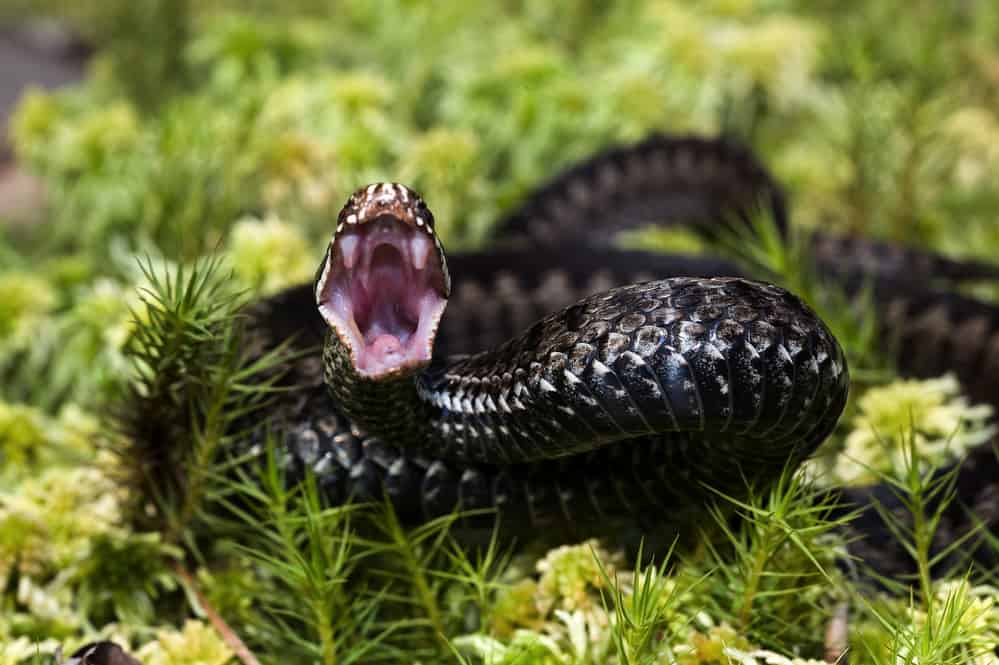 black venomous snake attacking